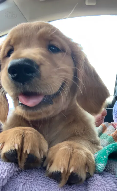 I’ve waited 29 years for this. Meet my new golden girl Wilma!