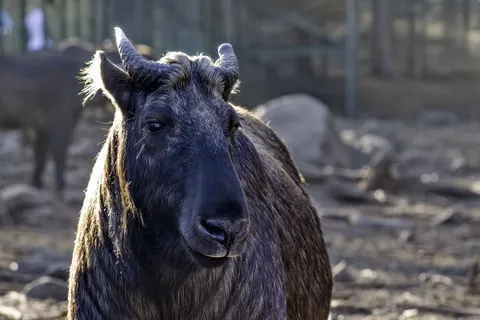 Bhutan - the tiny and isolated Himalayan kingdom