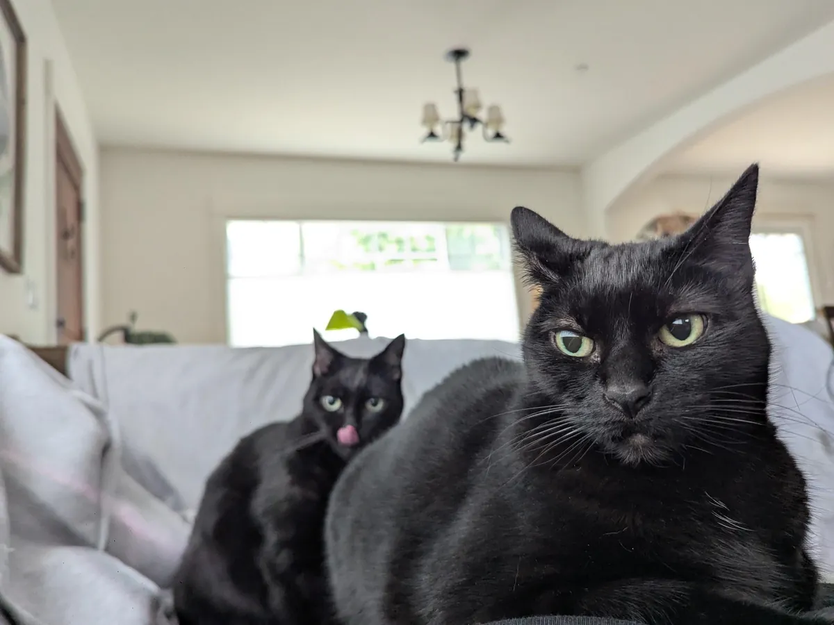 The lion does not concern herself with her sister wanting her spot