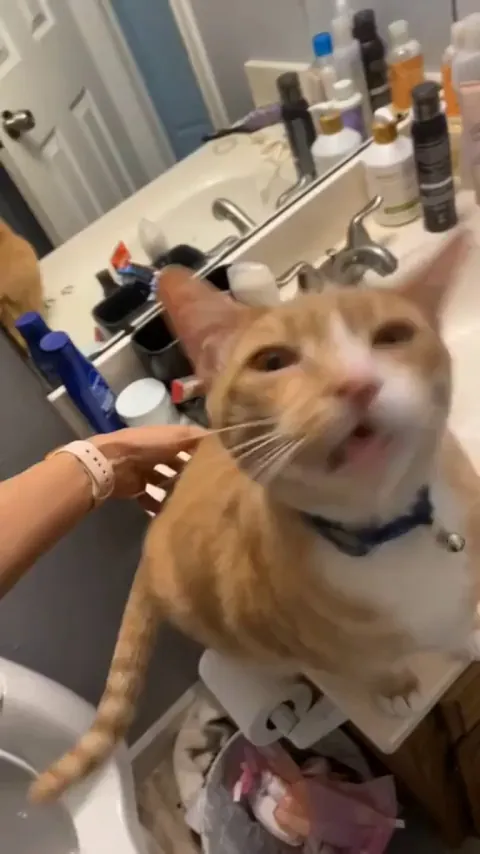 Cats is turning into a gremlin over a butt scratch