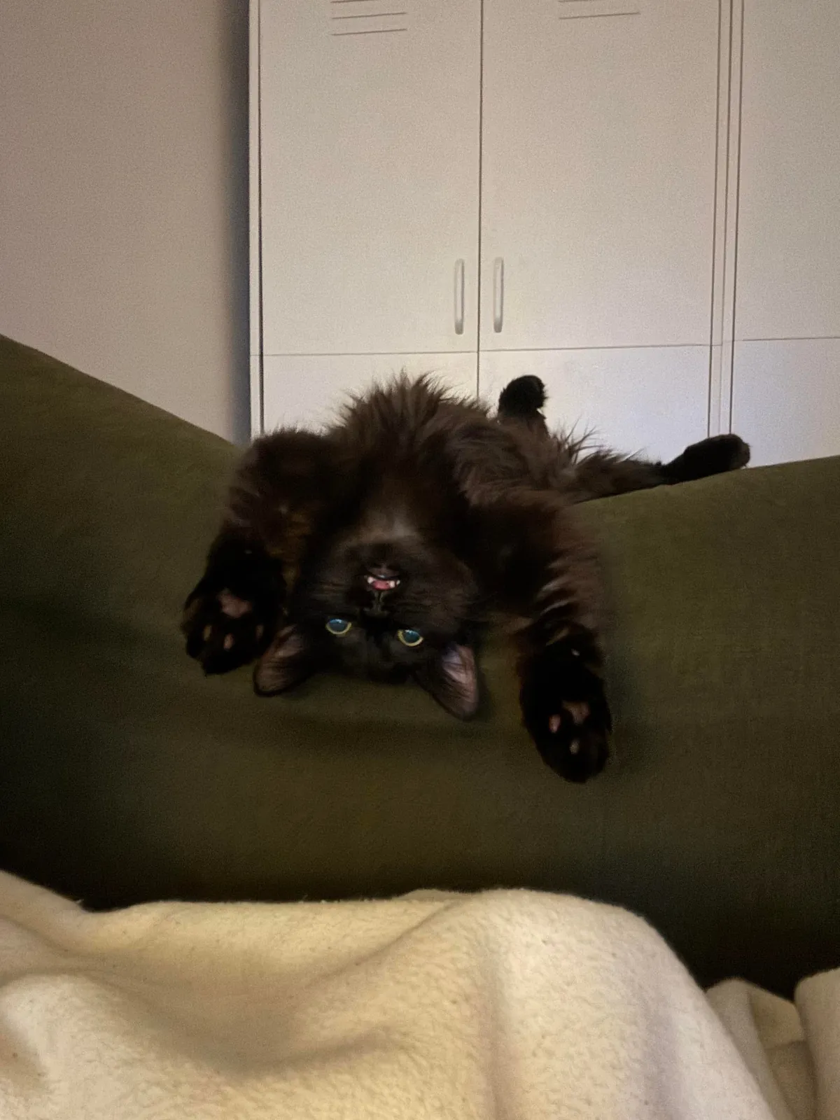 Our new lil man Squid