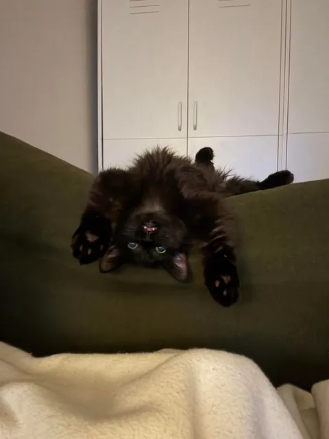 Our new lil man Squid