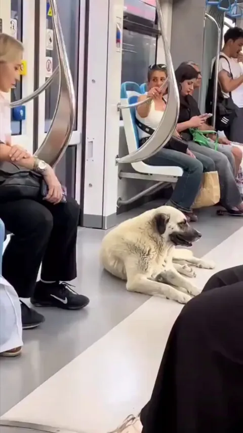 Stray dog's reaction after getting loved by a stranger.