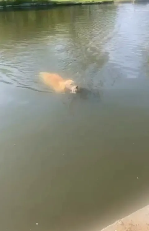 Retriever dog retrieves duckling, thinks it's drowning and in need of help