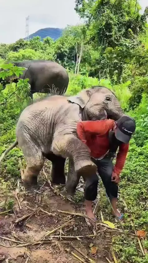 It's funny how baby elephants have zero awareness of how big they are