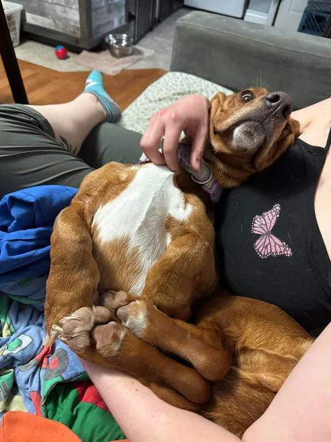 My basset hound is ridiculous looking