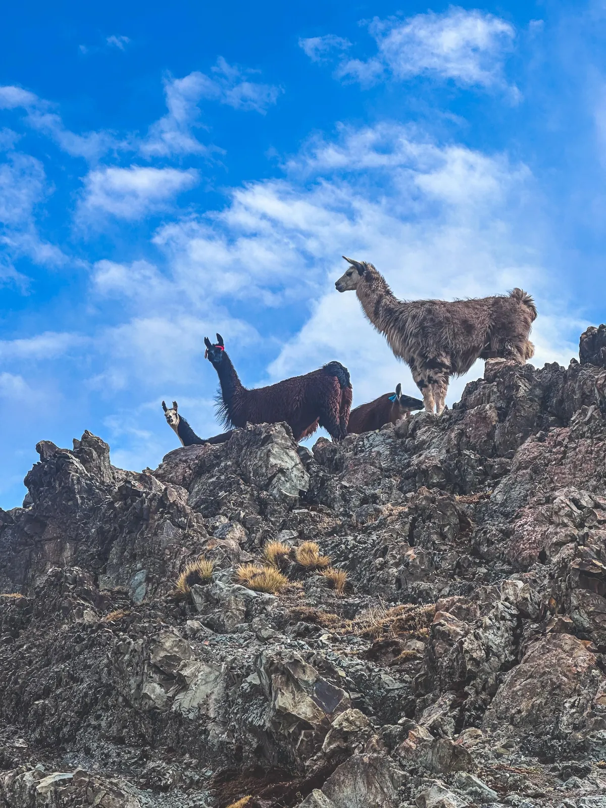 I Just Biked Across the Peruvian Andes