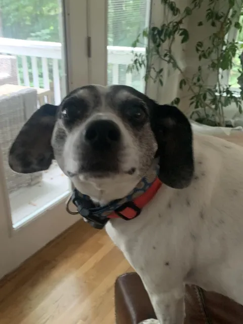 My (sister’s) dog begged to go outside so I waited for her on the porch. She looped around the house, went through the back door and ATE my chicken sandwich off the table while I was still waiting for her, I just can’t win with her