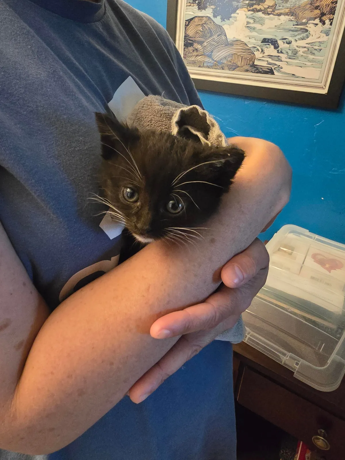 The cat distribution system found me today.