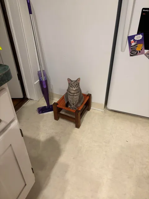 My cat is obsessed with me, separation anxiety?