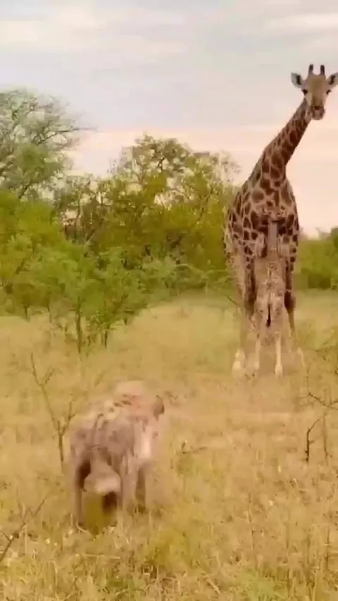 🔥 Giraffe shields her calf and warns off a predator