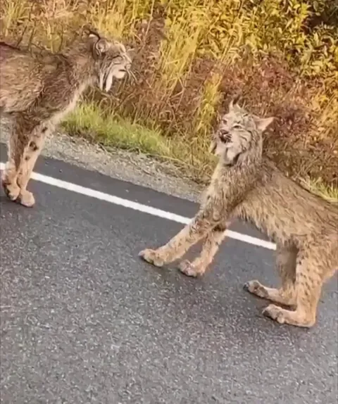 Didn't knew they can stand like that!