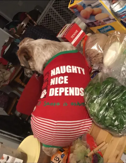 More pictures of Chief being unapologetically himself