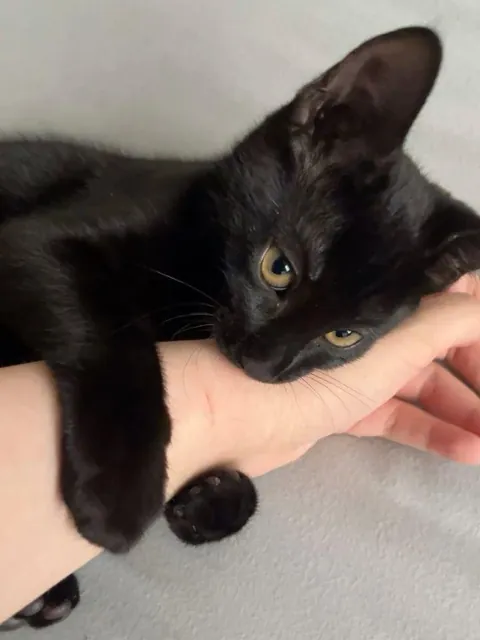 Tiny paws but a strong grip on my heart❤️❤️