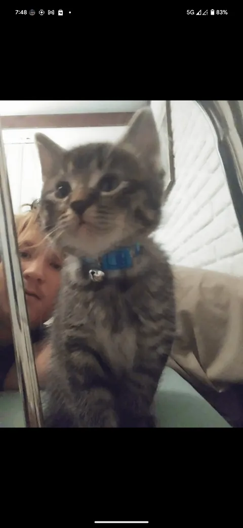 How do I rehome a cat? I don't want to, I love him, but I'm going to be homeless in a few days.