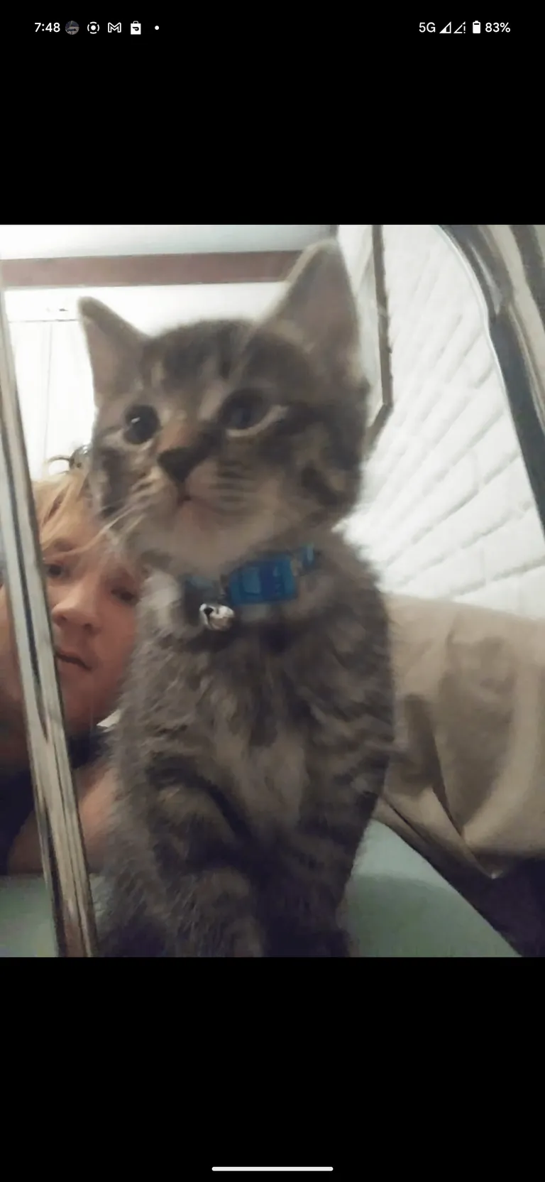 How do I rehome a cat? I don't want to, I love him, but I'm going to be homeless in a few days.