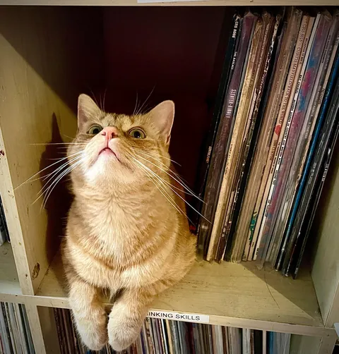 making sure all the vinyl is in order