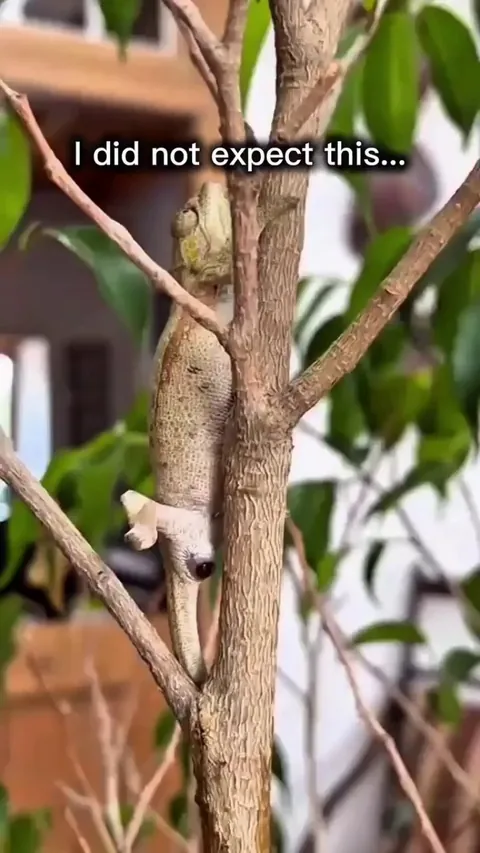 🔥 A baby chameleon's first steps