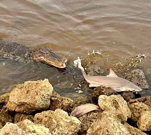 Young bull shark beaches itself trying to escape alligator