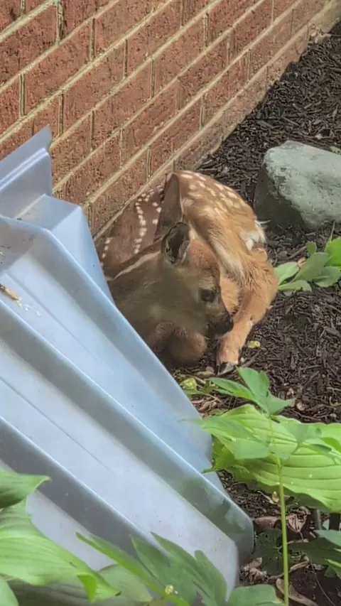 Sweet baby that spent the day in my shade garden