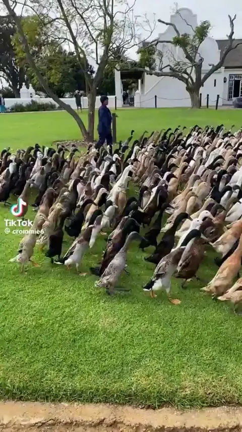 Indian Runner Ducks