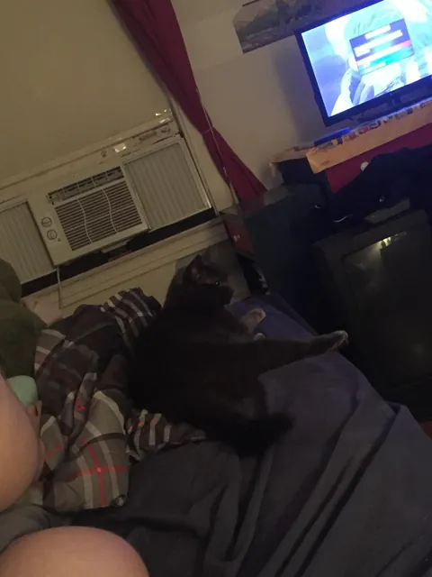 Saying goodbye to my first born feline son tomorrow after 10 years together