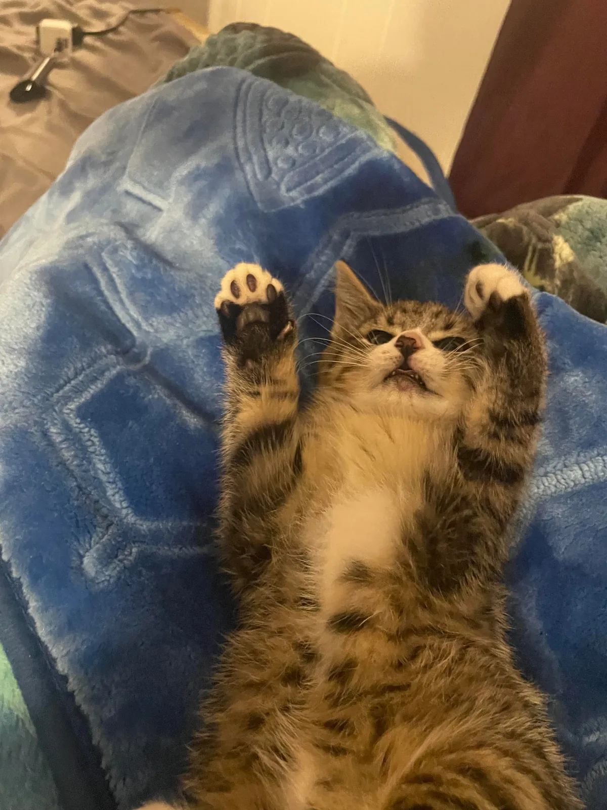 my boyfriends sister found this guy in the walls of our trailer. his name is squinch