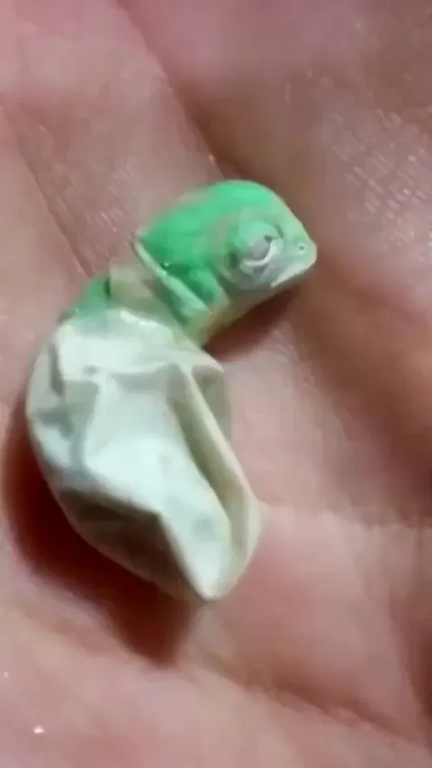 Baby Chameleon!