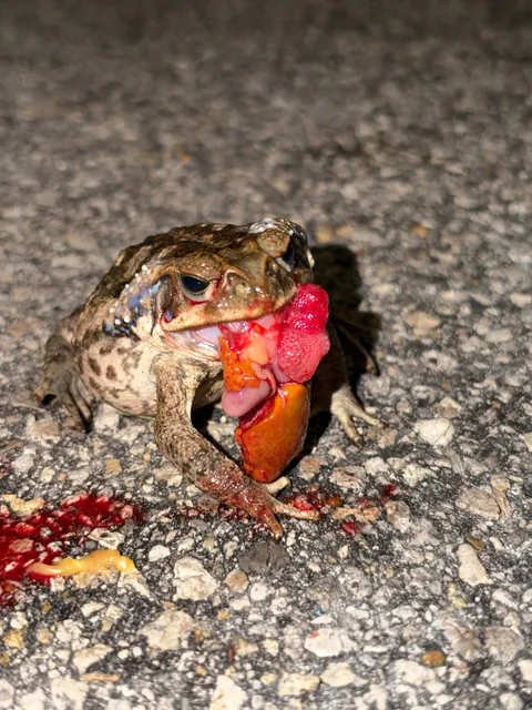 Toad died while eating part of a crab?
