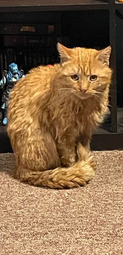 The poor little dude was screaming at our front door during the ice storm. He ended up getting real comfy real quick.