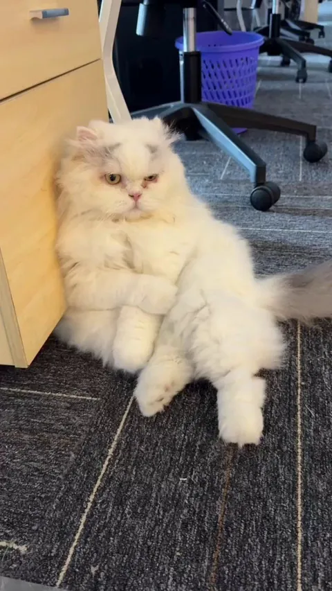 My fluffy coworker hard at work 🐾