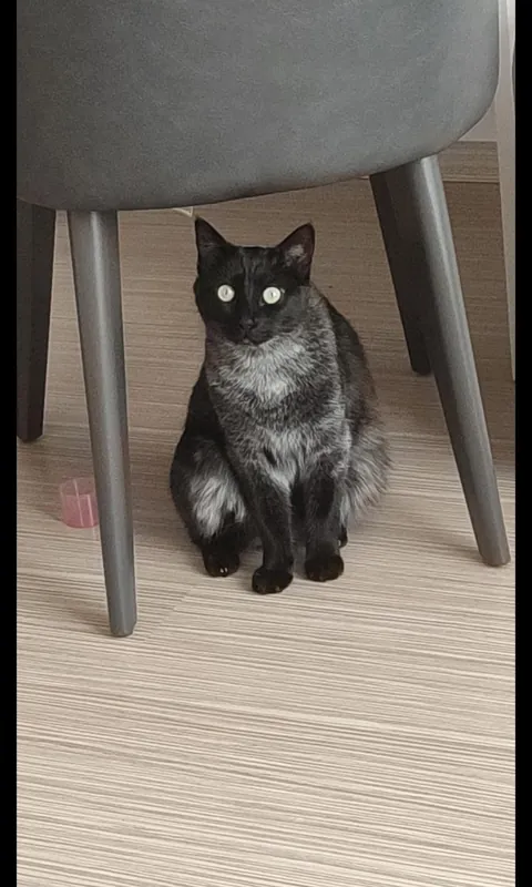 My black cat keeps getting whiter update