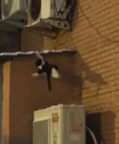 Glitch in the feline system