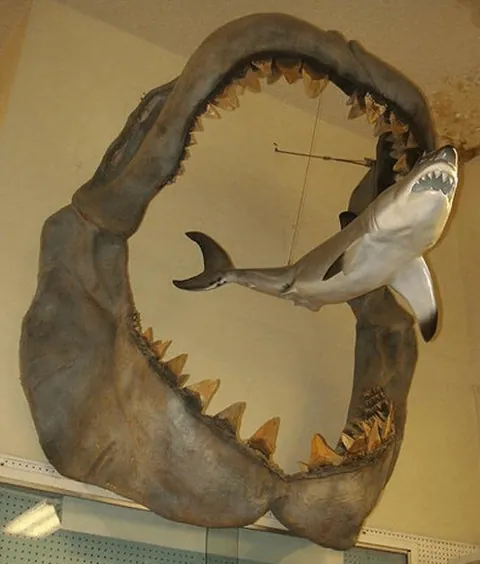 Comparison between a Great White and a Megalodon shark.