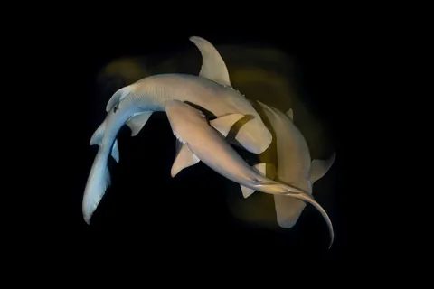 🔥14 finalists and winners of the 2025 Ocean Photographer of the Year awards