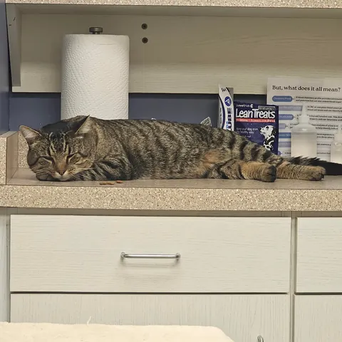 Meet Purrogi, a "feral" cat we've adopted at the Polish club