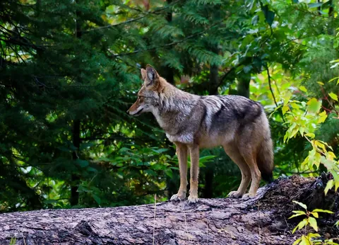 🔥 Giant coyote in the North Cascades