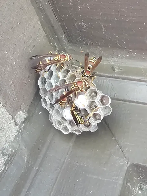 Talk me out of using the vacuum trick on 20+ wasp nests