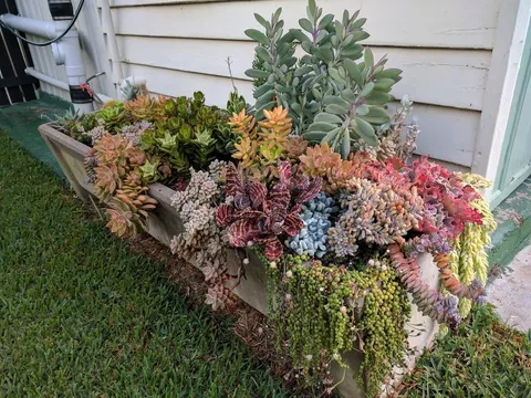 Succulent rainbow after a storm!
