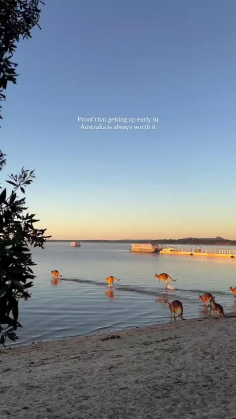 🔥Coastal Kangaroos🦘