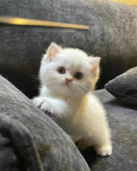 Probably the most cute kitty i ever saw in my entire life...😩😍