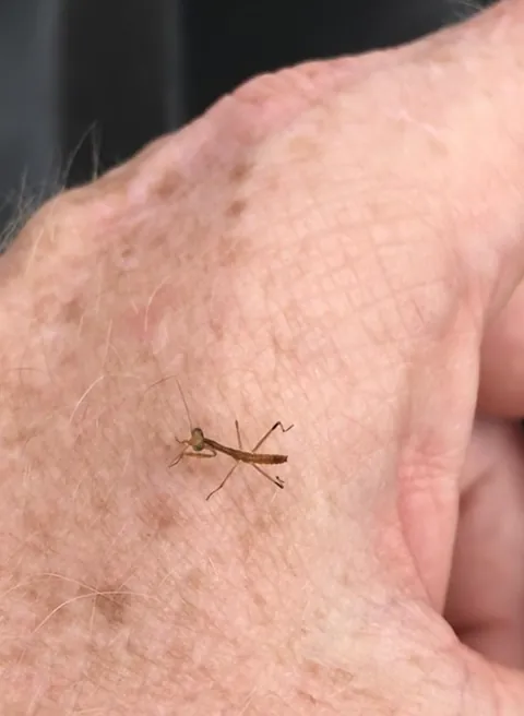 🔥Baby Mantis (in response to u/That_Guy848)