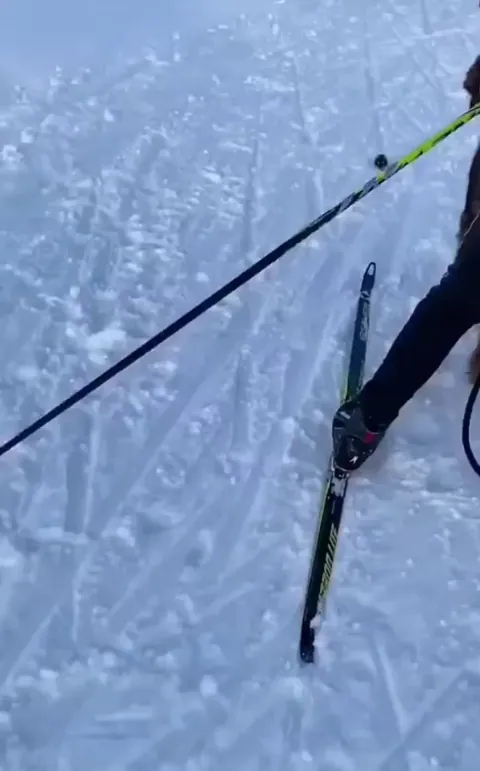 🔥wild Lemming encounters human skiers on the mountain