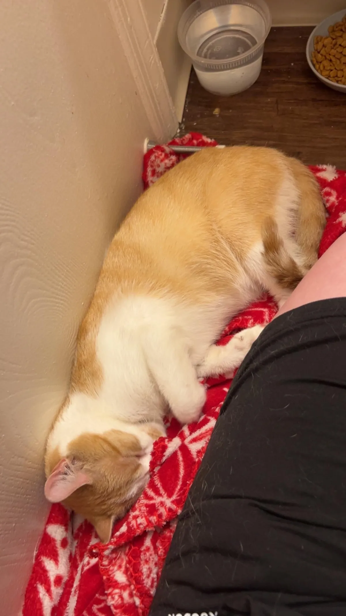 Found a stray outside, brought her in and she gave us a surprise in the middle of the night