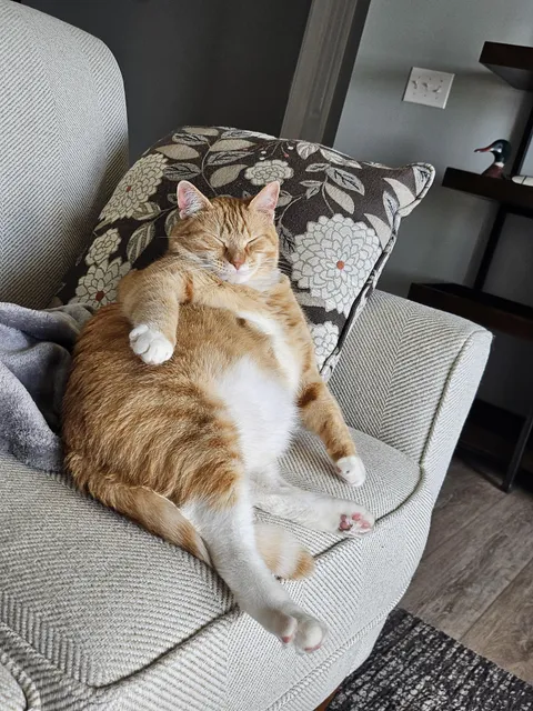 My fat orange boy being fat and orange