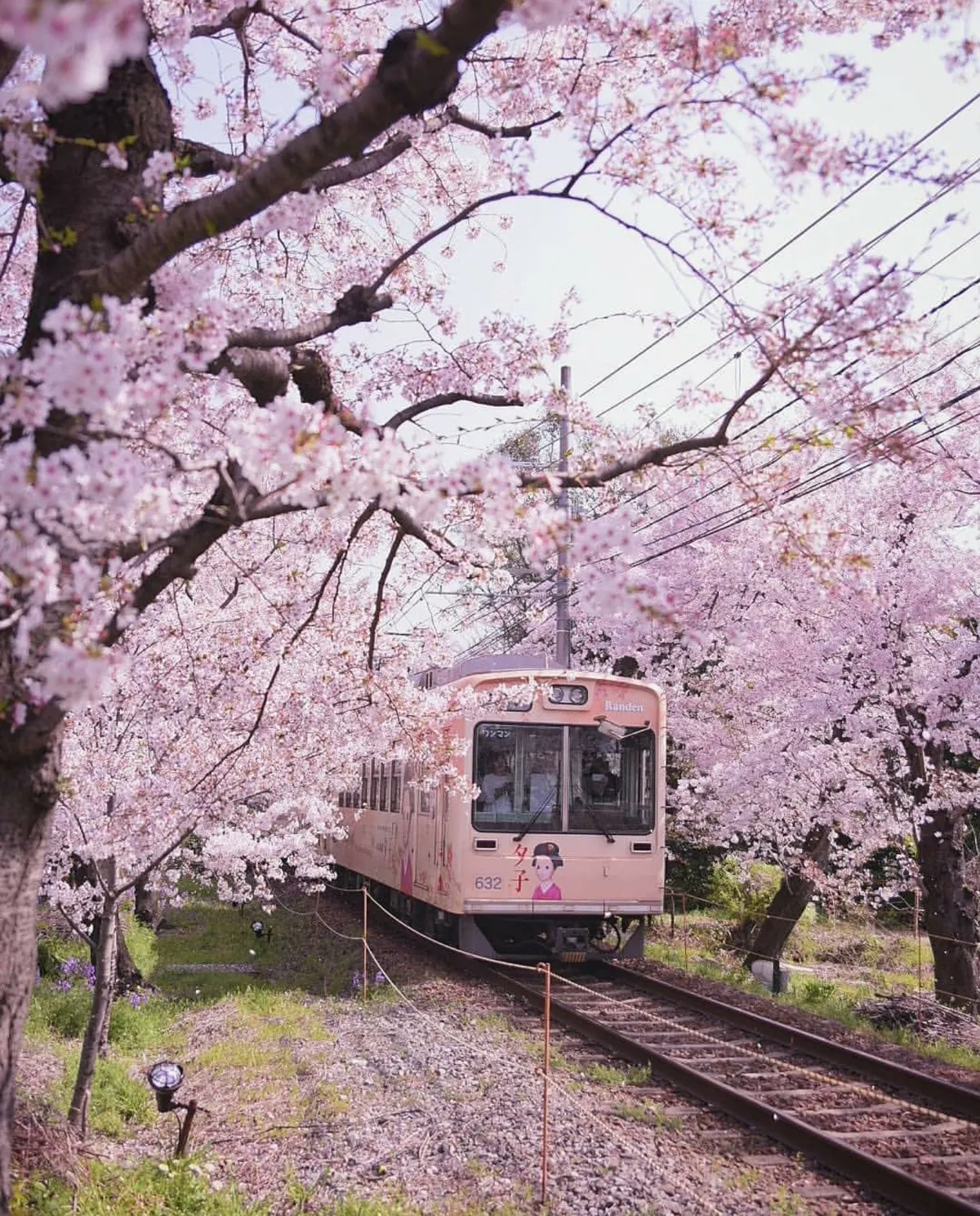 Spring in Kyoto