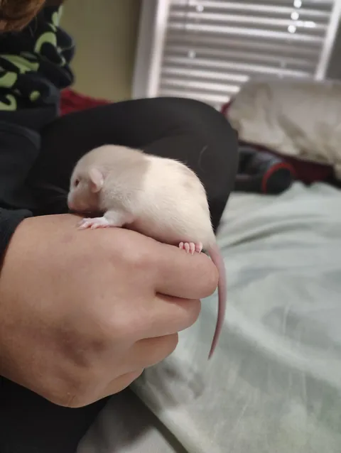 Souplings are two weeks old now
