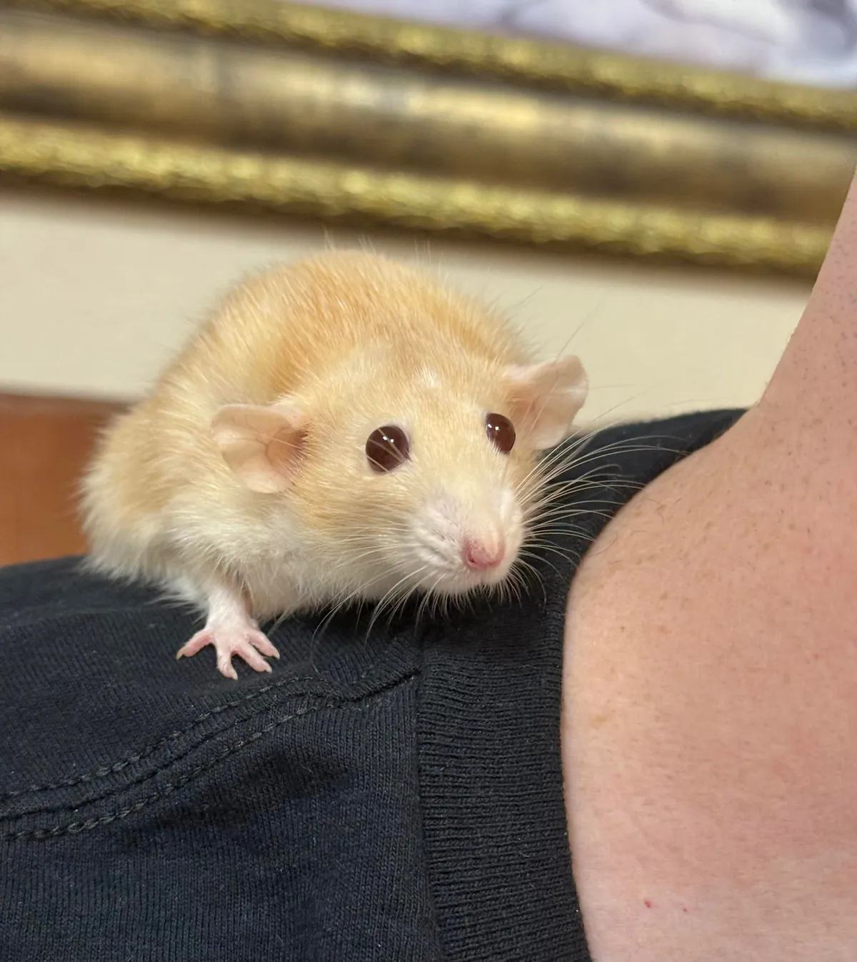 In Loving Memory of Naga 💔