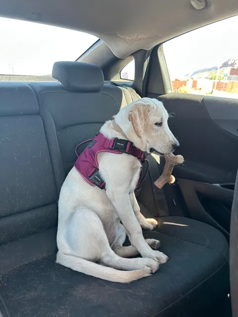 She was a free dog and she acts like it too