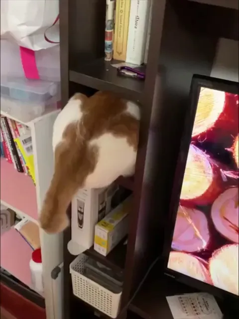 If I can't fits, I can't sits